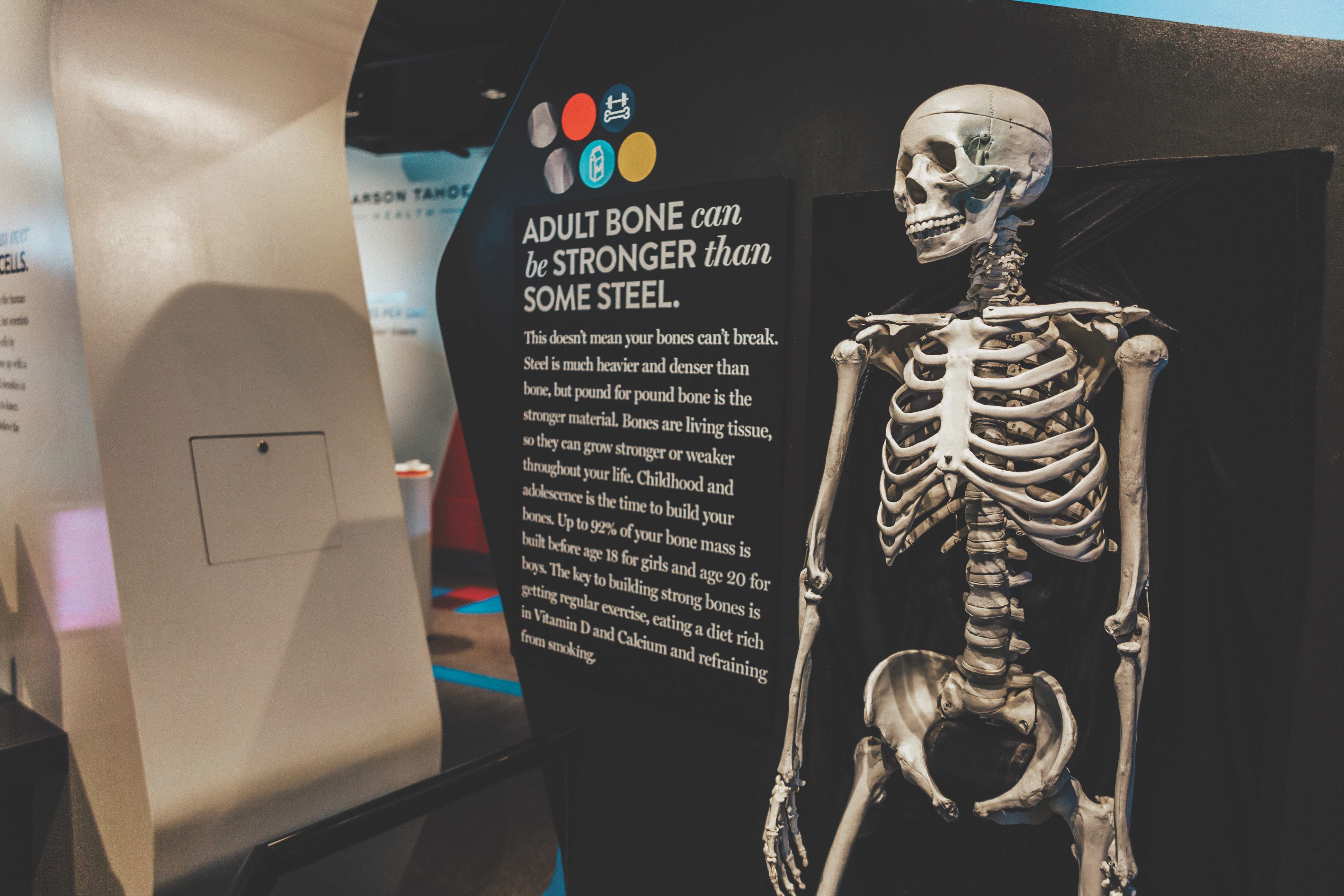 a Skeleton and poster about the adult bone