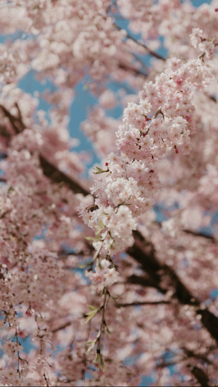 Picture of Pink Blossoms