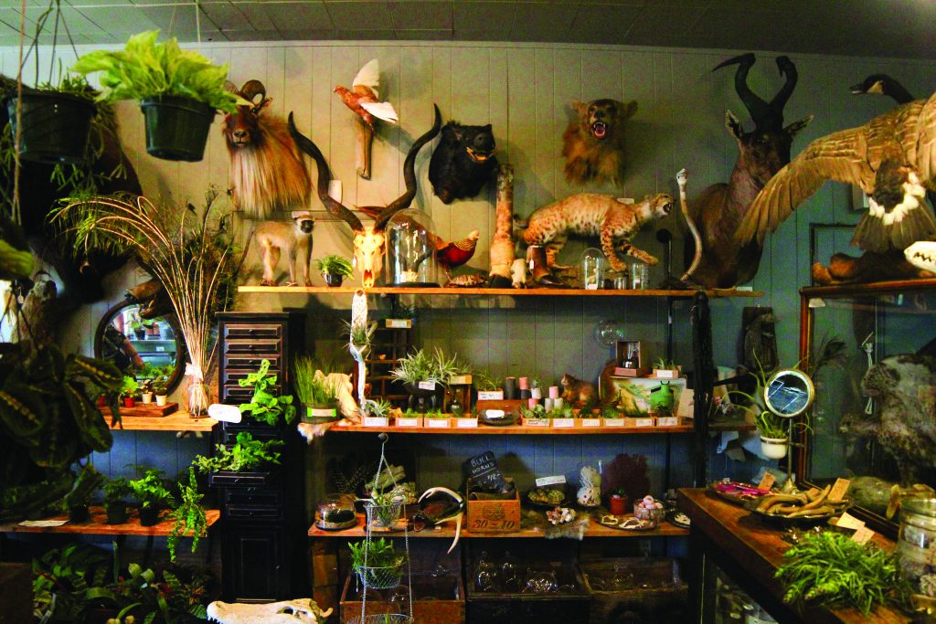 room full of stuffed animals and plants